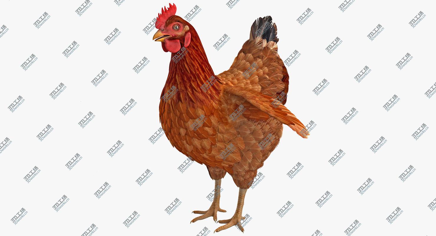 images/goods_img/2021040233/3D Brown Chicken/2.jpg